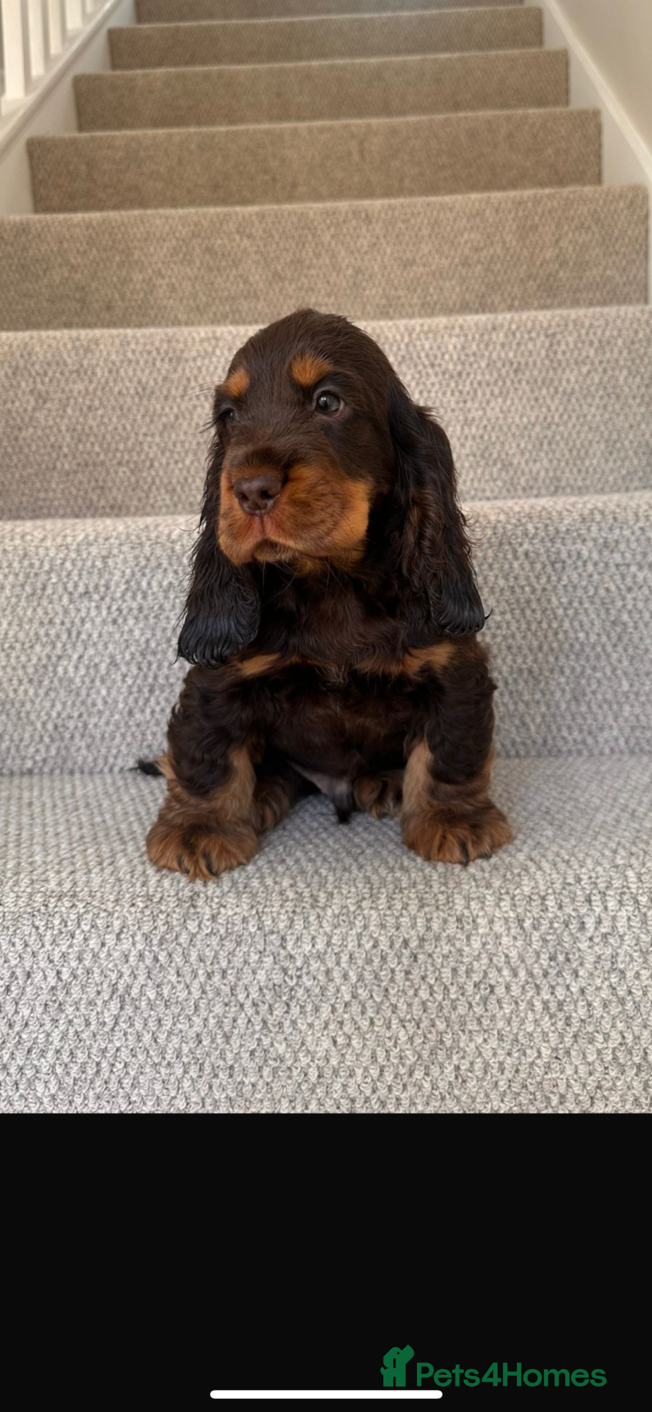 Cocker Spaniel dogs ⭐ ⭐ AMAZING KC SHOW COCKER SPANIELS - Advert 2
