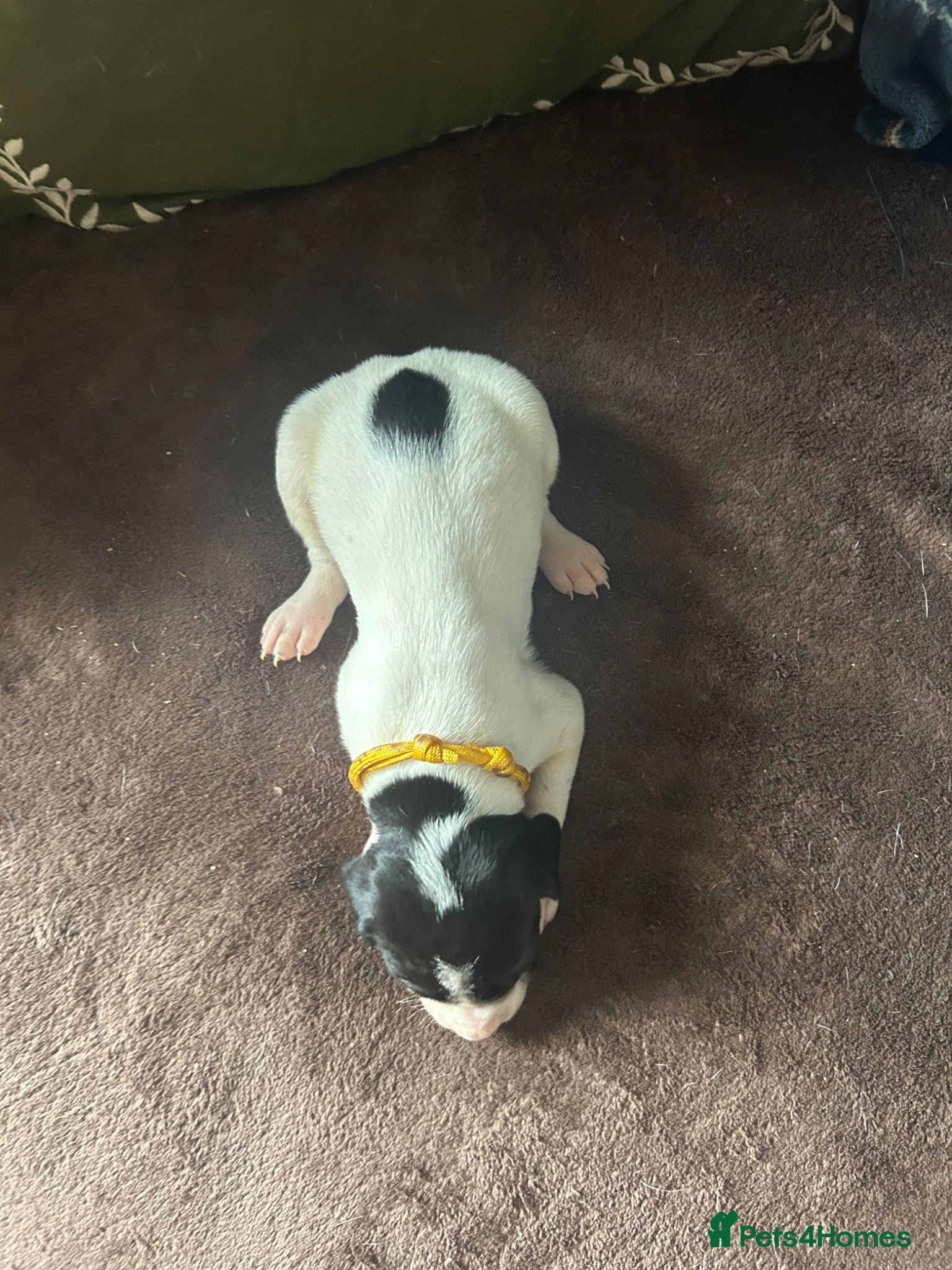 Pointer dogs for sale: KC English Pointer Puppies - Advert 34