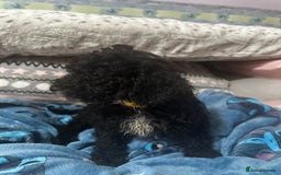 Cockapoo dogs for sale: 4 black boys ready now.  - Image 7