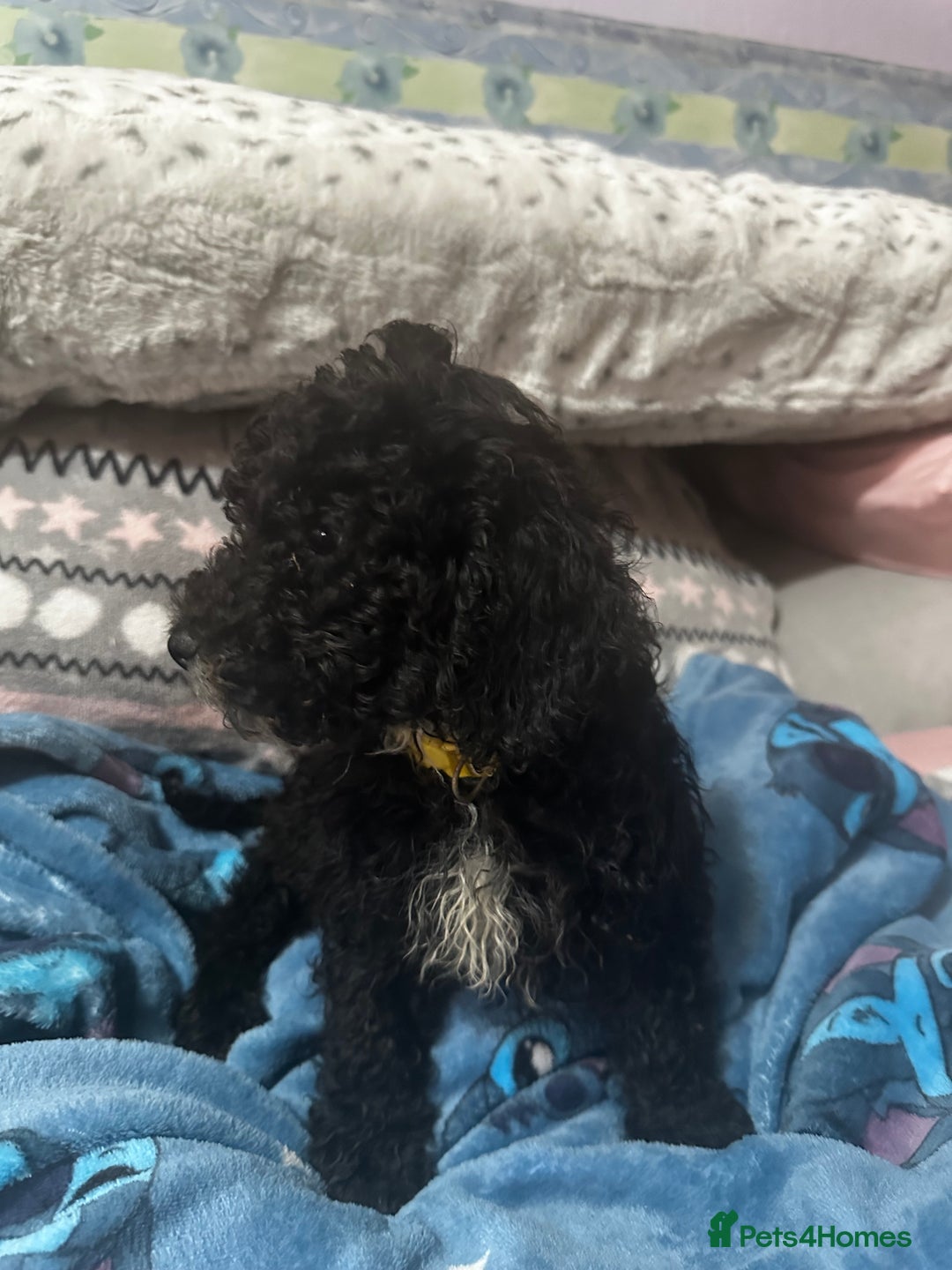 Cockapoo dogs for sale: 4 black boys ready now.  - Image 7