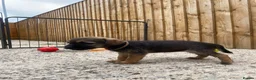 Border Terrier dogs for sale: ⭐️ KC BORDER TERRIERS, READY TO LEAVE NOW - Advert 22