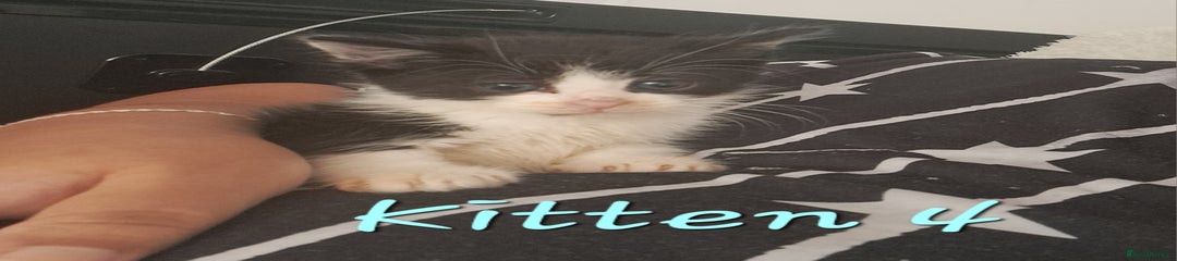 Mixed Breed Kitten 4