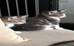 Mixed Breed cats for sale: Beautiful kittens - Image 1