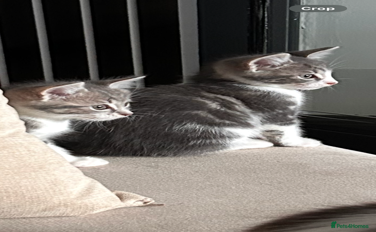 Mixed Breed cats - Advert 2