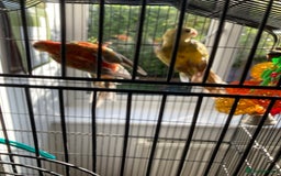 Parakeets birds for sale: Red rump pair - Image 6