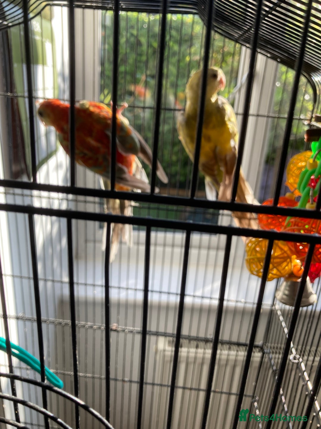 Parakeets birds for sale: Red rump pair - Image 6
