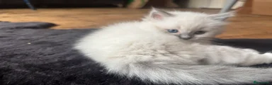 Ragdoll 3