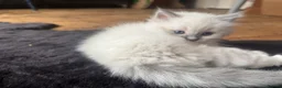 Ragdoll cats for sale: Sweet and cuddly  - Advert 2