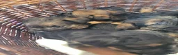 Border Terrier dogs for sale: Cracking litter of 8 boarder terrier  - Advert 8