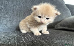 Maine Coon cats for sale: 3/4 maine coon kittens  - Image 3