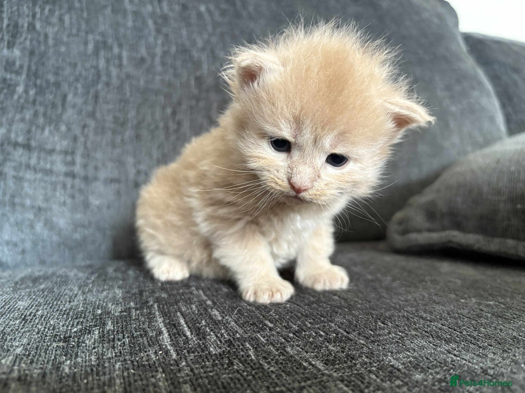 Maine Coon cats for sale: 3/4 maine coon kittens  - Image 3