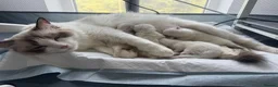 Ragdoll cats for sale: Pure Ragdoll Kittens – Available for Reservation  - Advert 6