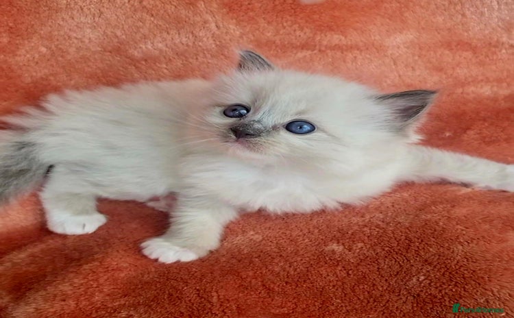 Ragdoll cats - Advert 9