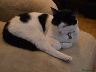 Domestic Shorthair cats Sevren - Advert 1