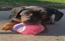 Dachshund dogs for sale: Mini dachshund puppies - Image 12