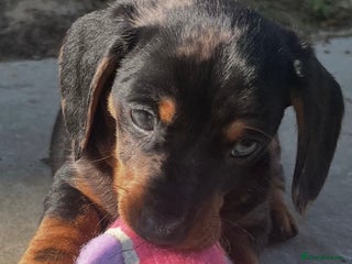 Dachshund dogs - Advert 14