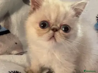 Exotic cats GCCF Registered Colour Point Kittens £950 - Advert 3