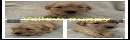 Golden Retriever dogs for sale: KC DNA tested gorgeous golden retriever puppies  - Advert 9