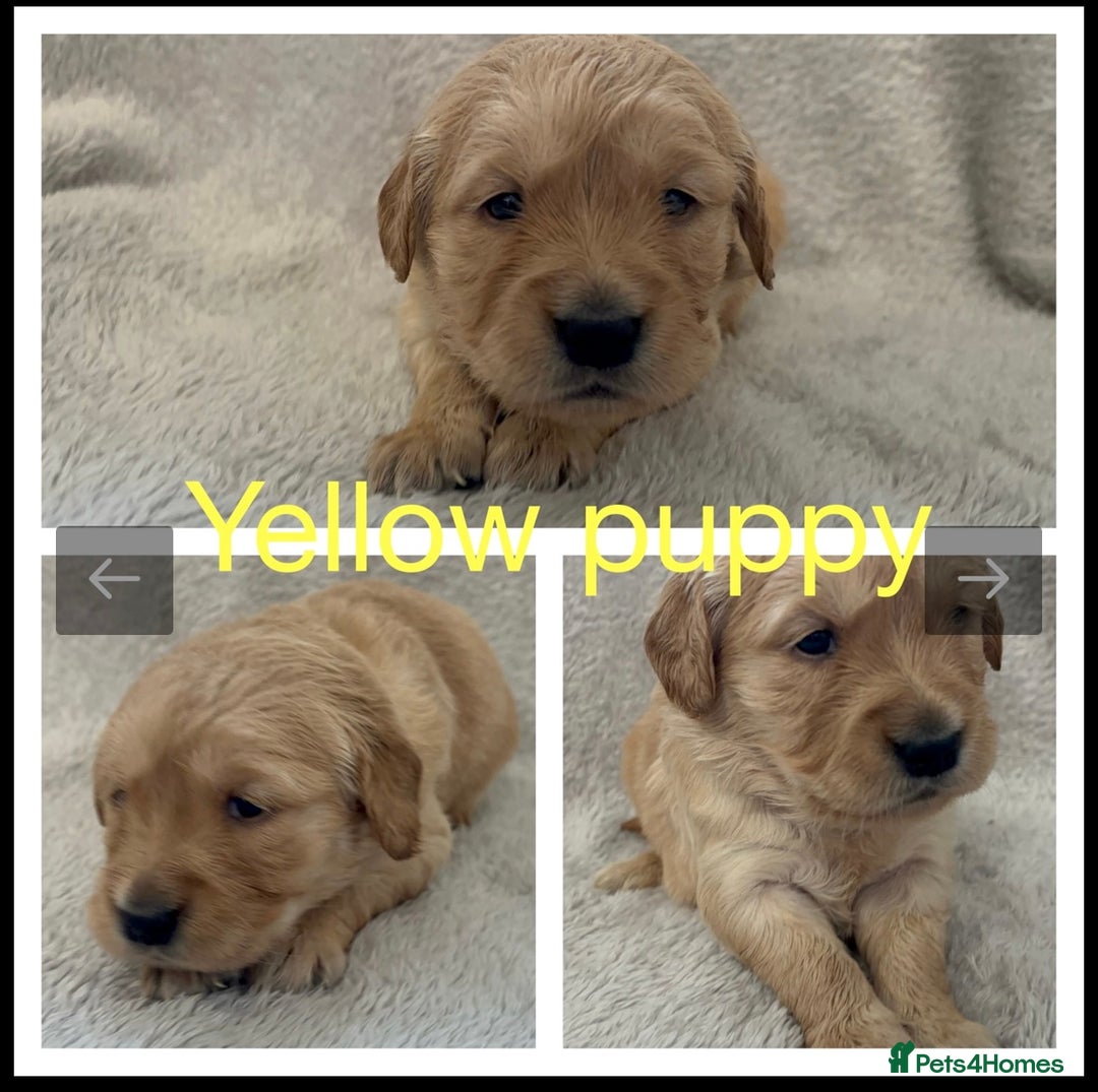 Golden Retriever dogs for sale: KC DNA tested gorgeous golden retriever puppies  - Advert 9