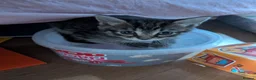 British Shorthair cats for sale: 3 beautiful kittys & mummy - Advert 1