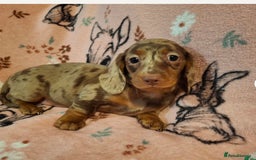 Dachshund dogs for sale: 10 week old dachshund girl dapple - Image 1