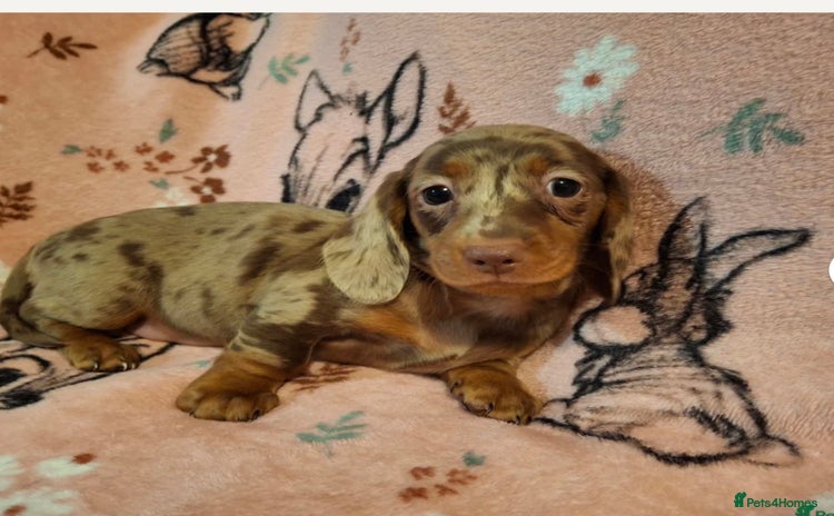 Dachshund dogs - Advert 2
