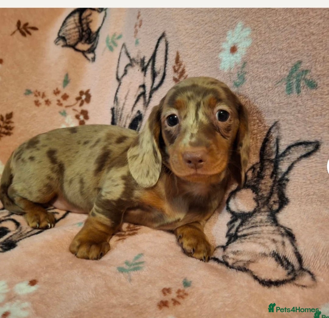 Dachshund dogs for sale: 10 week old dachshund girl dapple - Image 1