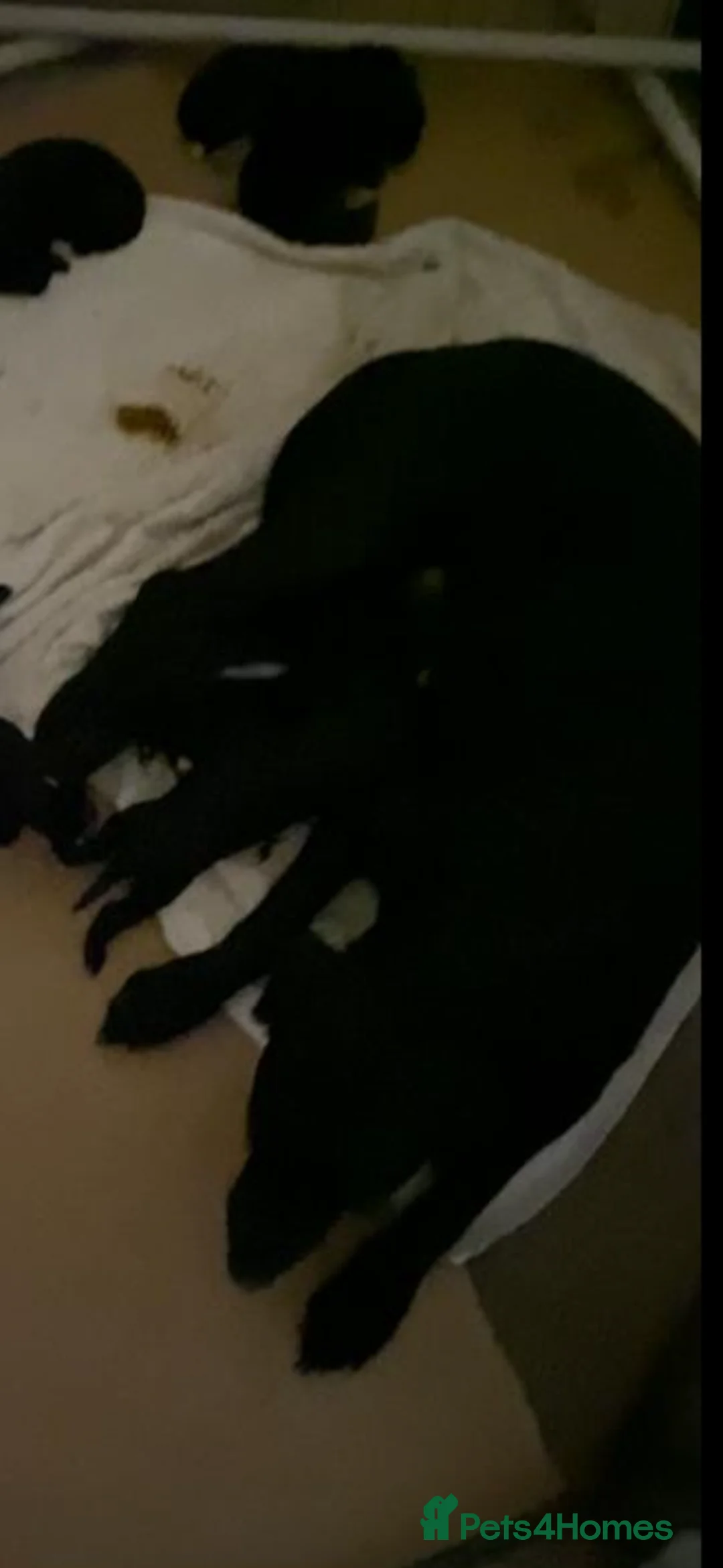 Mixed Breed dogs for sale: lab pups in Christchurch - Advert 5