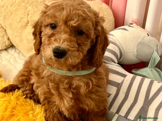Goldendoodle dogs Outstanding quality fully tested Goldendoodle pups - Advert 8