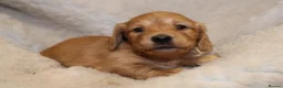 Miniature Dachshund dogs for sale: READYNOW KC cream L/H Health tested Mini Dachshund - Advert 19