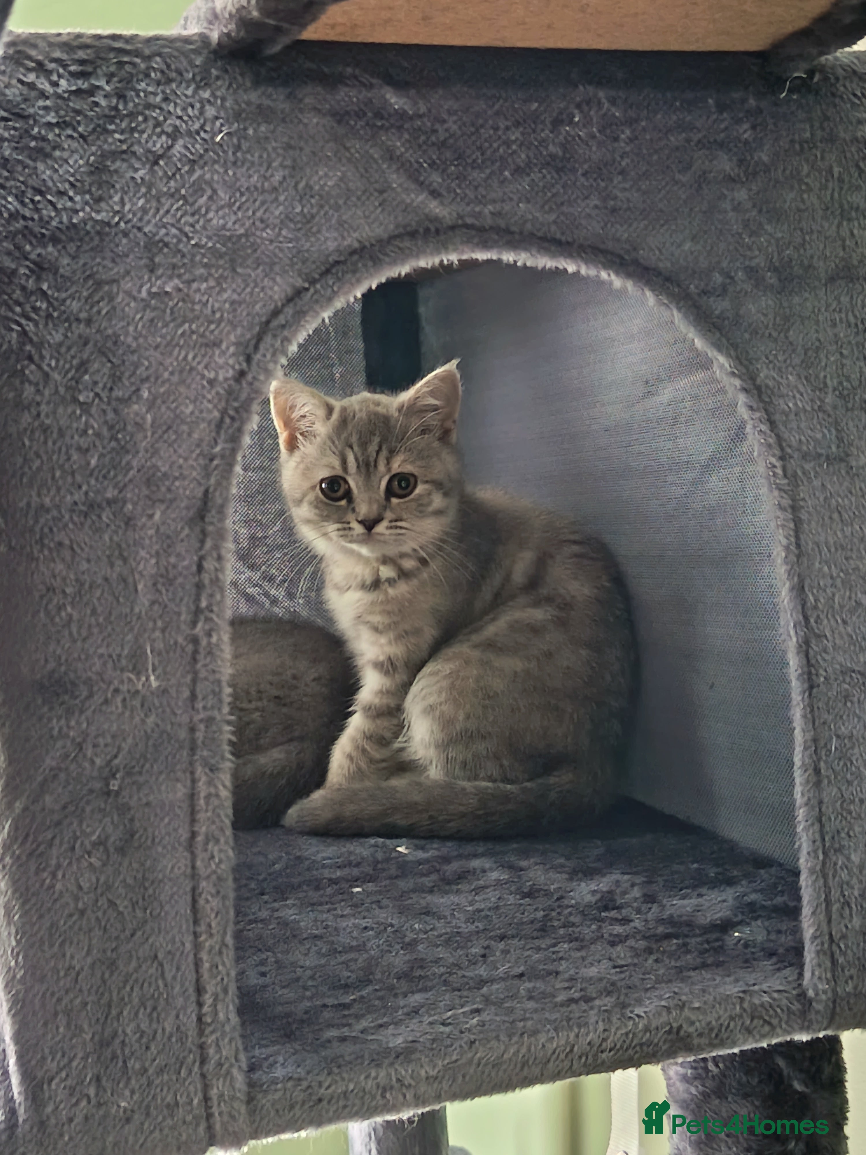 British Shorthair cats *Beautiful GCCF Registered Female* - Advert 15