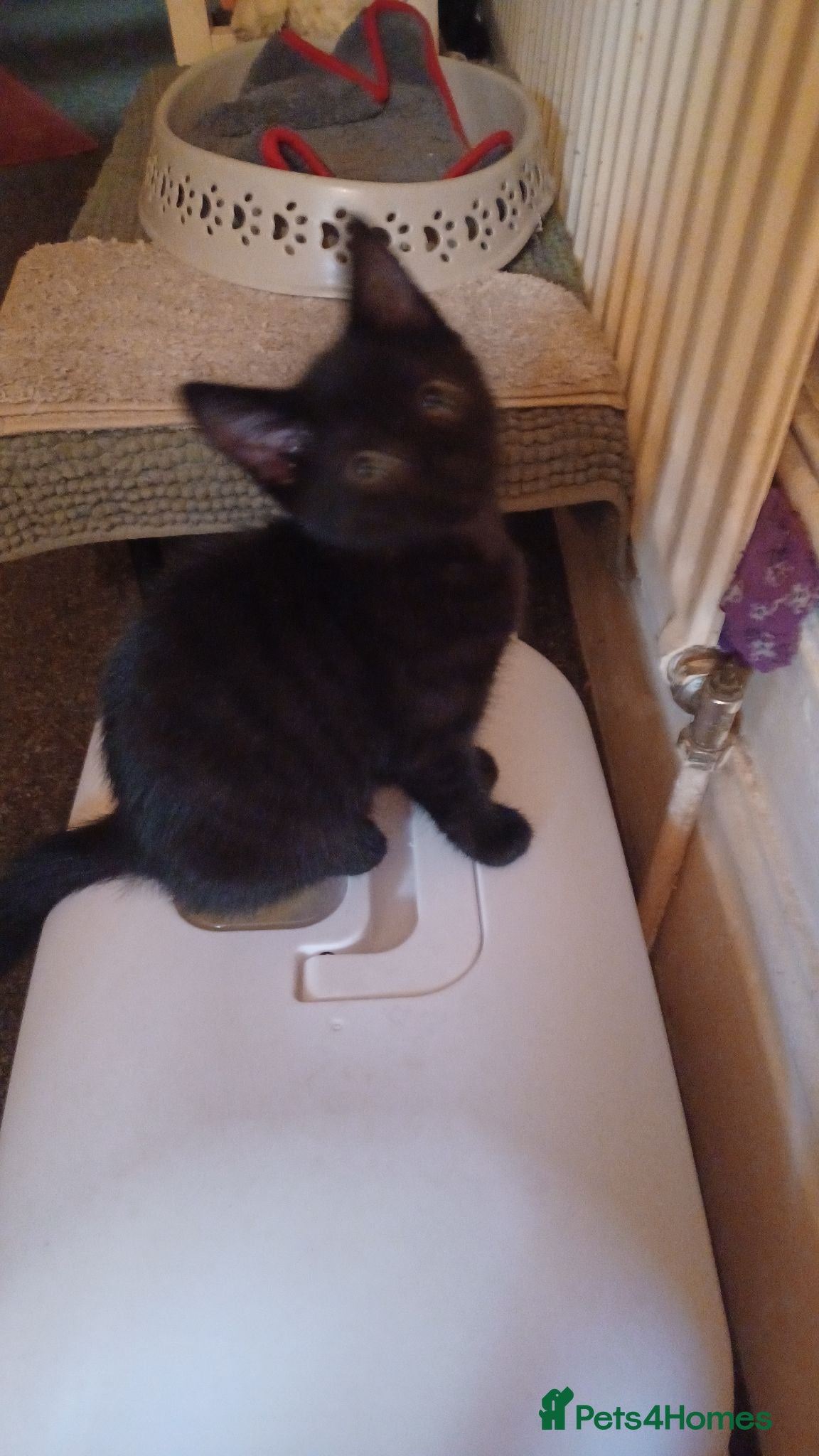 Mixed Breed cats 2boys & 2girls  - Advert 2