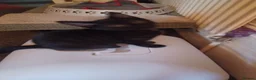 Mixed Breed cats for sale: 2boys & 2girls  - Advert 6