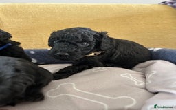 Miniature Poodle dogs for sale: Miniature Poodle Puppies  - Image 28