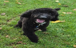 Cockapoo dogs for sale: Cockapoo black boy - Image 3