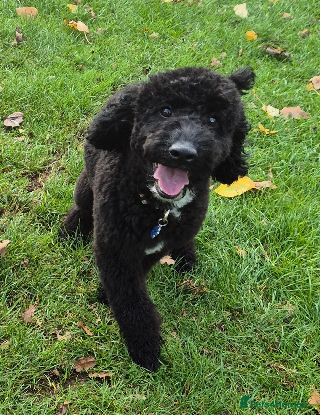 Cockapoo dogs for sale: Cockapoo black boy - Image 3