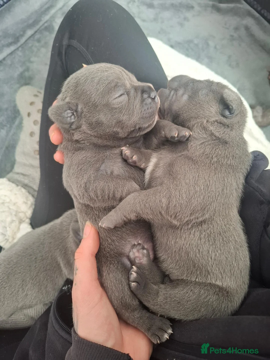 Staffordshire Bull Terrier dogs for sale: KC Blue Short Legged Staffordshire Bull Terrior - Advert 2