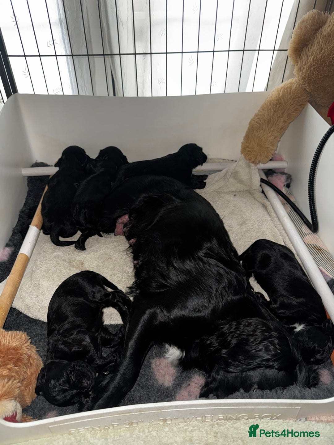 Cocker Spaniel dogs for sale: Working Cocker Spaniels for Sale - Advert 3