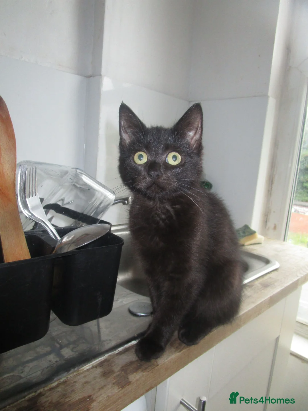 British Shorthair cats for sale: Two kittens - Advert 1