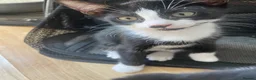 Mixed Breed cats for sale: British Shorthair x snowshoe kittens - Advert 6