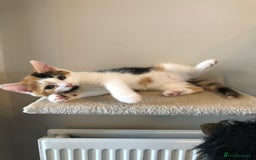 Mixed Breed cats for sale: Beautiful mixed litter  - Image 3
