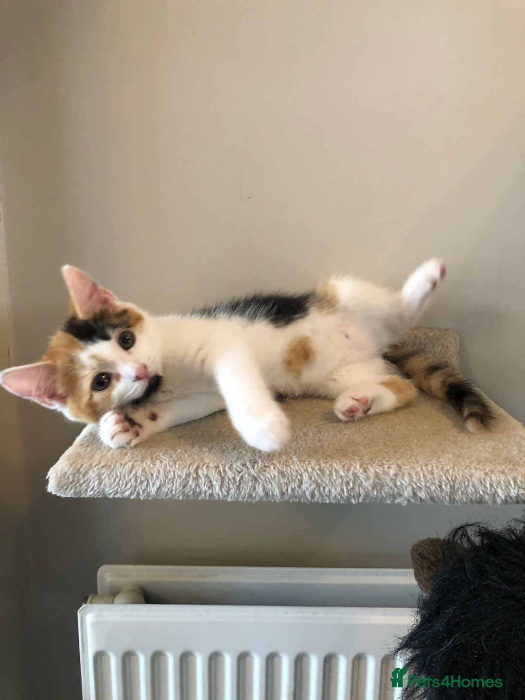 Mixed Breed cats for sale: Beautiful mixed litter  - Image 3
