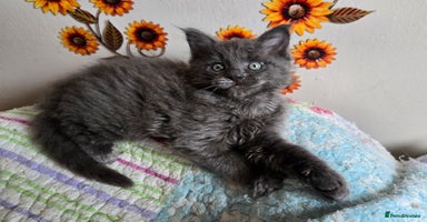 Maine Coon cats - Advert 14