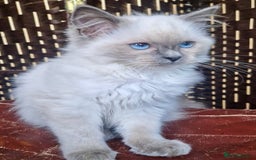 Ragdoll cats for sale: A Unique Ragdoll Kitten Waiting for a Loving home  - Image 3