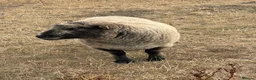 Sheep livestock for sale: Rams for sale - Advert 4
