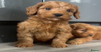 Cockapoo dogs - Advert 2