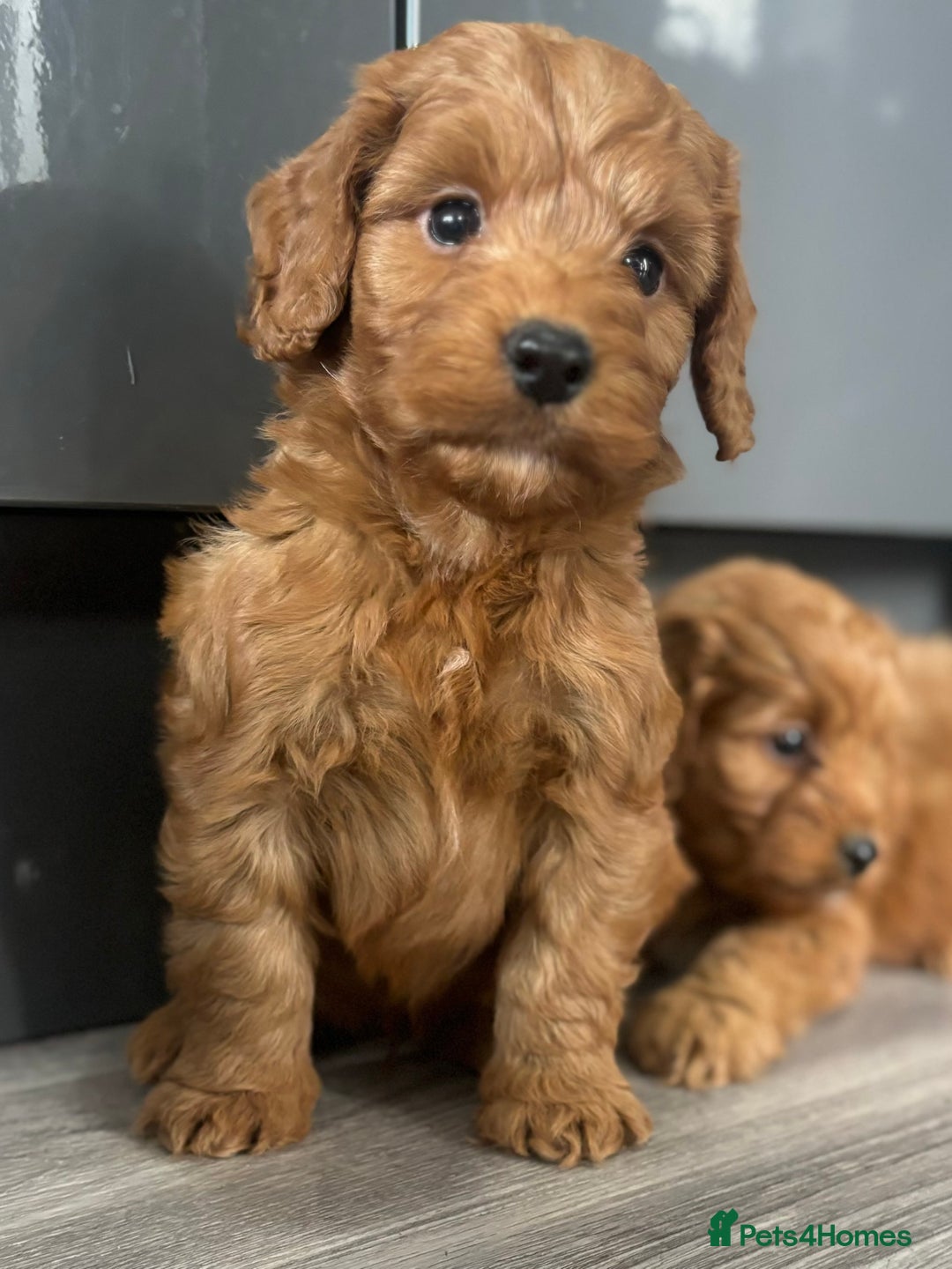 Cockapoo dogs for sale: Cockapoo puppies  - Image 2