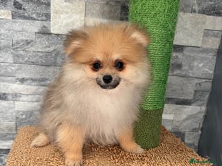 Pomeranian dogs ‼️Fully vacinated last boy,KC registered‼️ - Advert 15