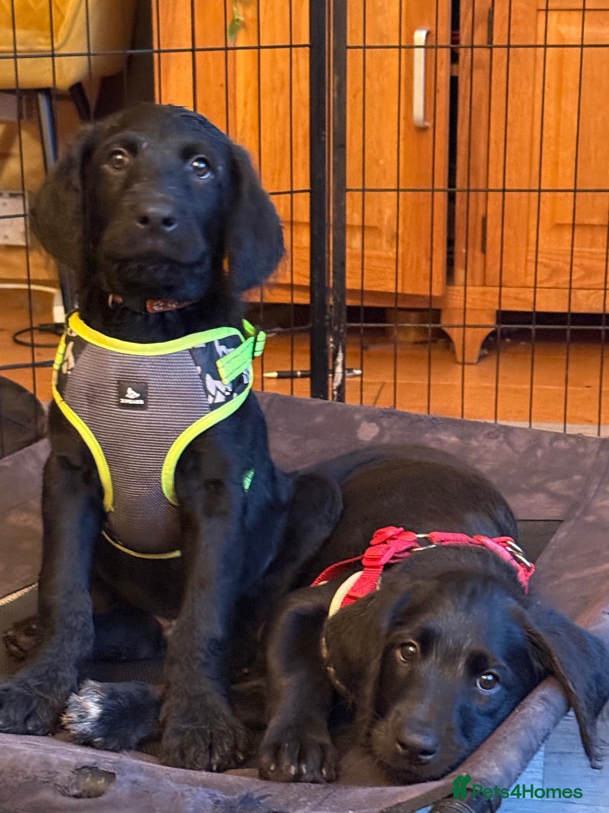 Labradoodle dogs Labradoodle Puppies - Advert 1