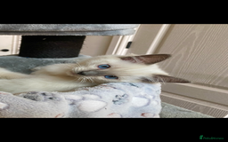 Ragdoll cats for sale: Outstanding TICA reg Kittens – Champion Bloodlines - Image 15